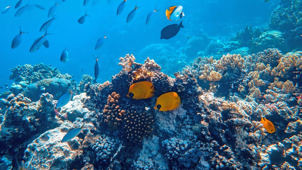 underwater-photography-of-fish-3361052