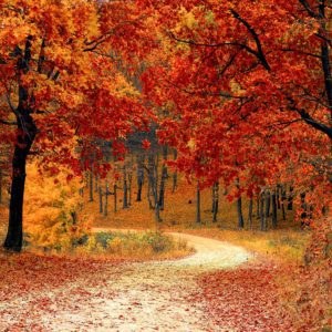 Fall Trees