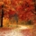 Fall Trees