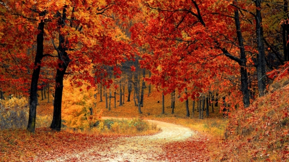 Fall Trees