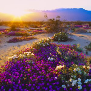 Desert Flowers