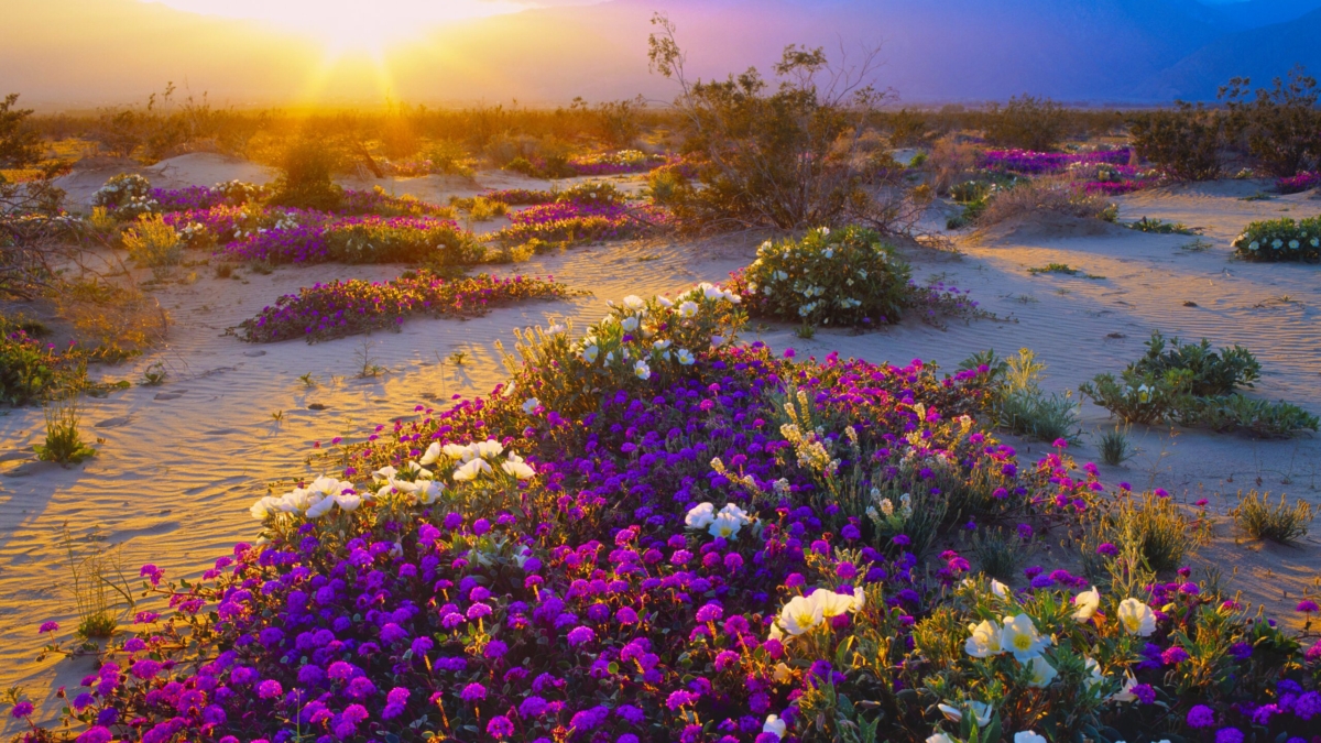 Desert Flowers