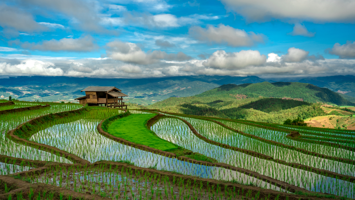 Cottage Rice Terrace Field