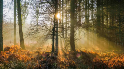 Sunlight streaming through forest illuminating golden fern wilderness glade panorama