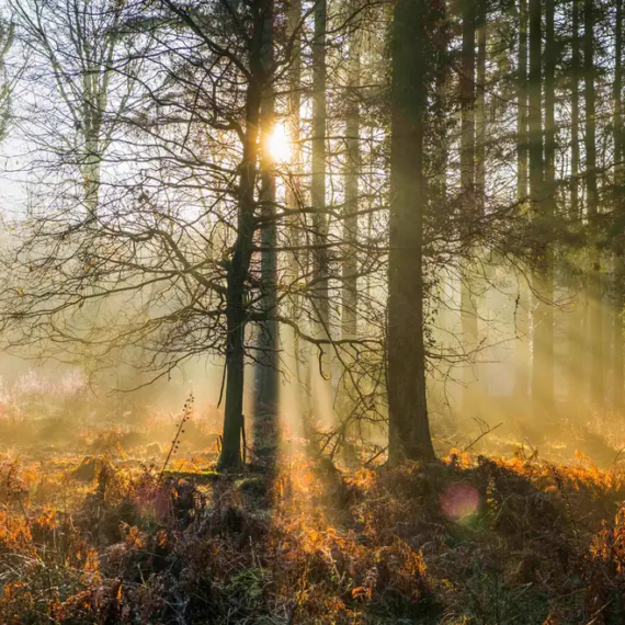 Sunlight streaming through forest illuminating golden fern wilderness glade panorama