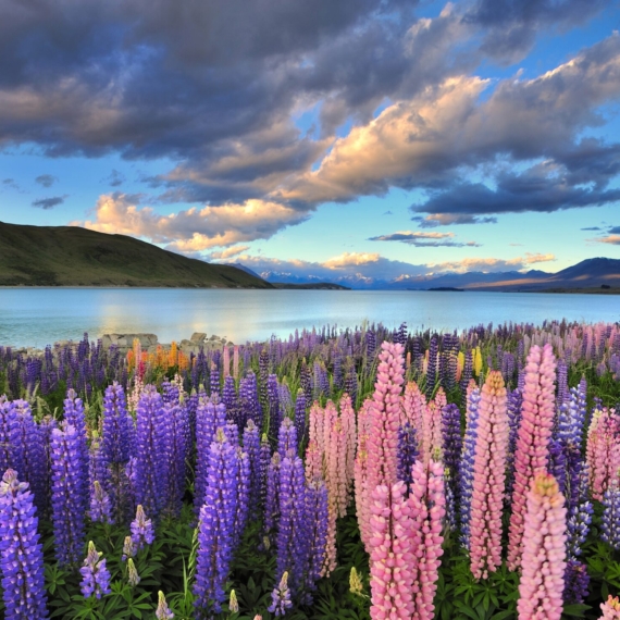 Lake Tekapo is one of the main tourist attraction in New Zealand. Only in summer, there are heaps of lupines growing wild by the lakeside.