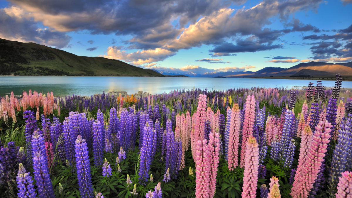Lupines on the shore of Lake Tekapo
