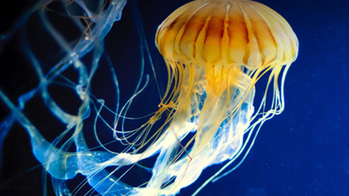 cs-explore-inside-webinar-series-biology-4421035